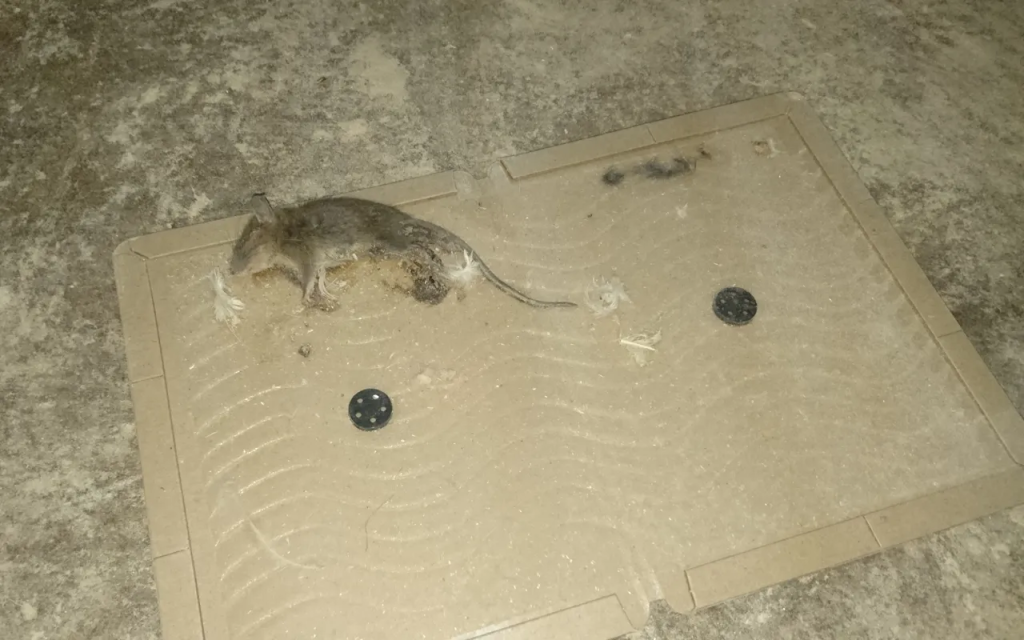 ネズミ　粘着テープ